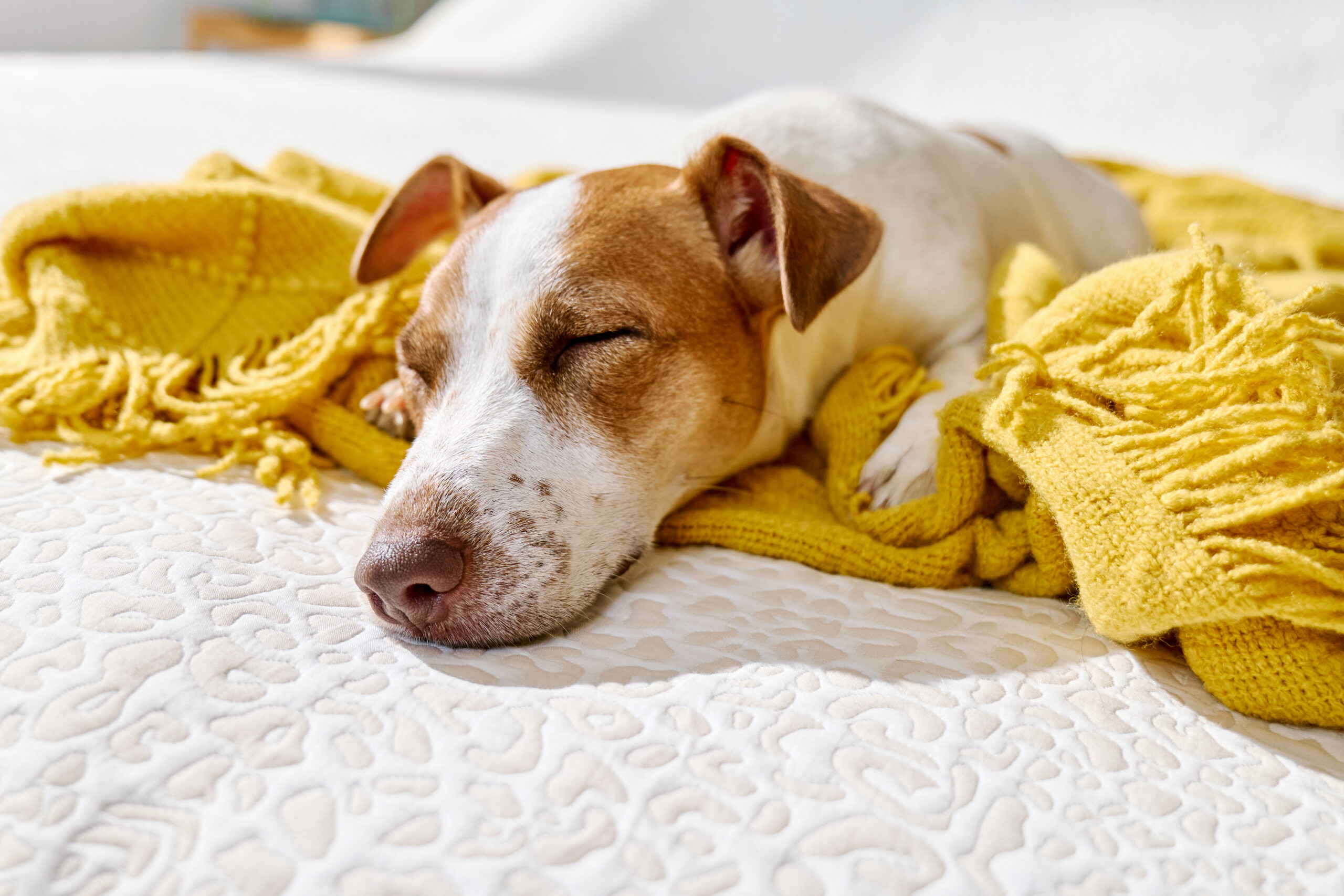 Jack Russell Terrier dog sleeping on owner's bed wrapping in yellow blanket. Autumn mood.